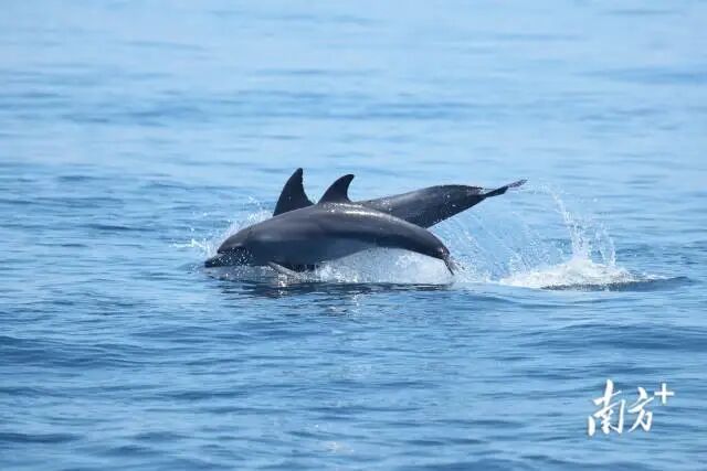 一群宽吻海豚出现在广东南澎列岛海洋生态国家级自然保护区。郑锐强 摄