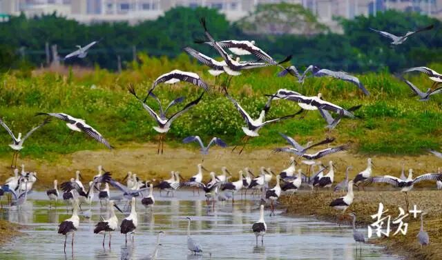 东方白鹳到汕头越冬。郑康华 摄