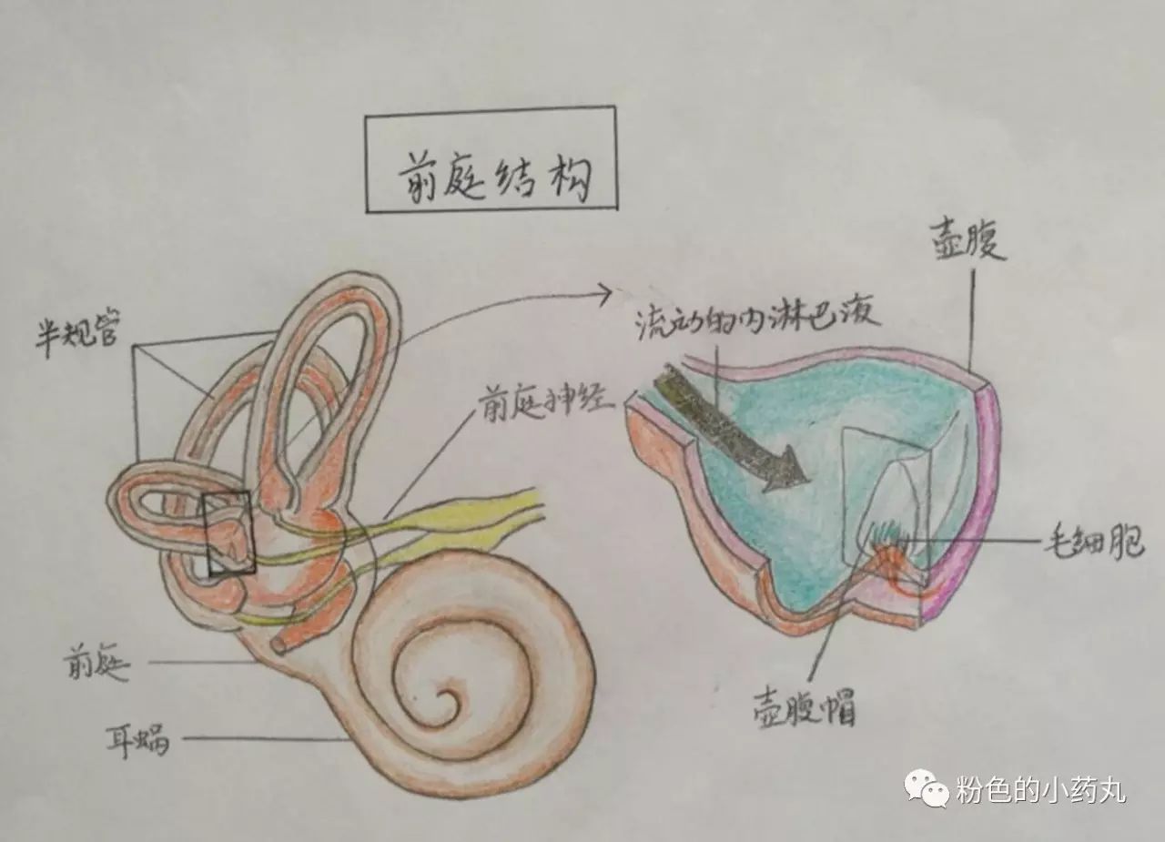 先上一幅骨性示意图: 前庭周围系统:内耳前庭感受器(膜半规管,椭圆囊