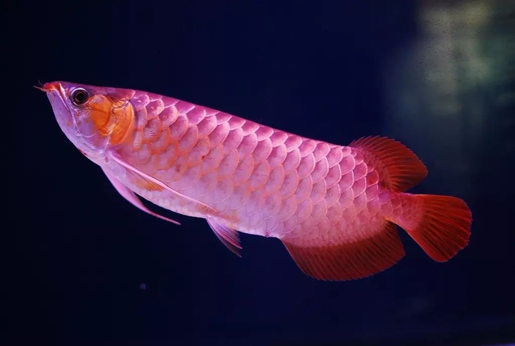 红龙鱼 英文名:red arowana    红龙鱼体长可达80～90厘米,由于 数量