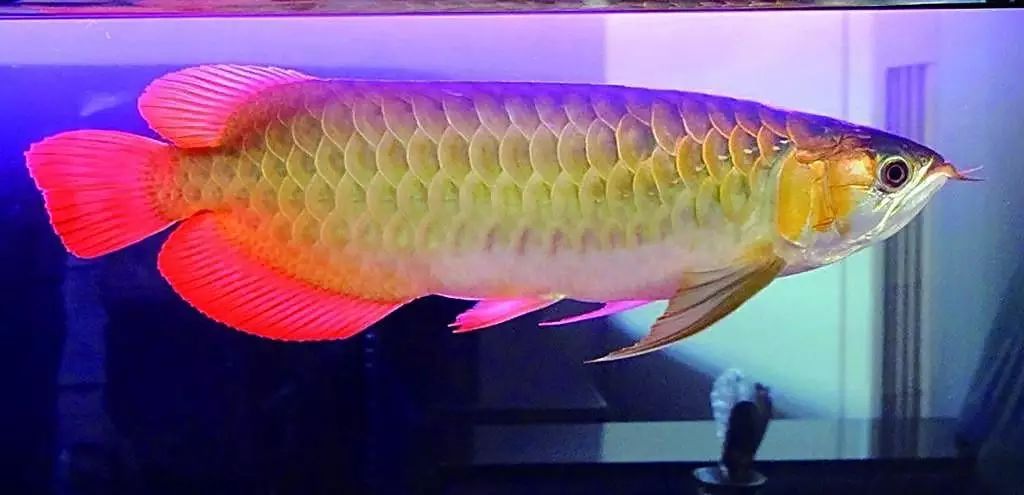 金龙鱼品种分类有:金头,过背金龙鱼,b过金龙鱼,高背金龙鱼,红尾金