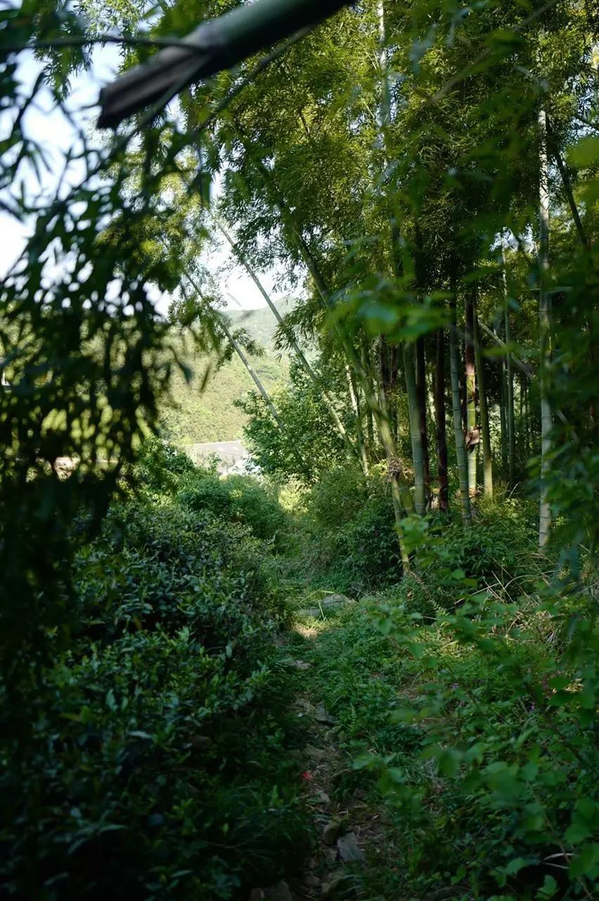 帶娃去旅行｜最適合小長假的親子游目的地，莫干山酒店、交通、游玩攻略