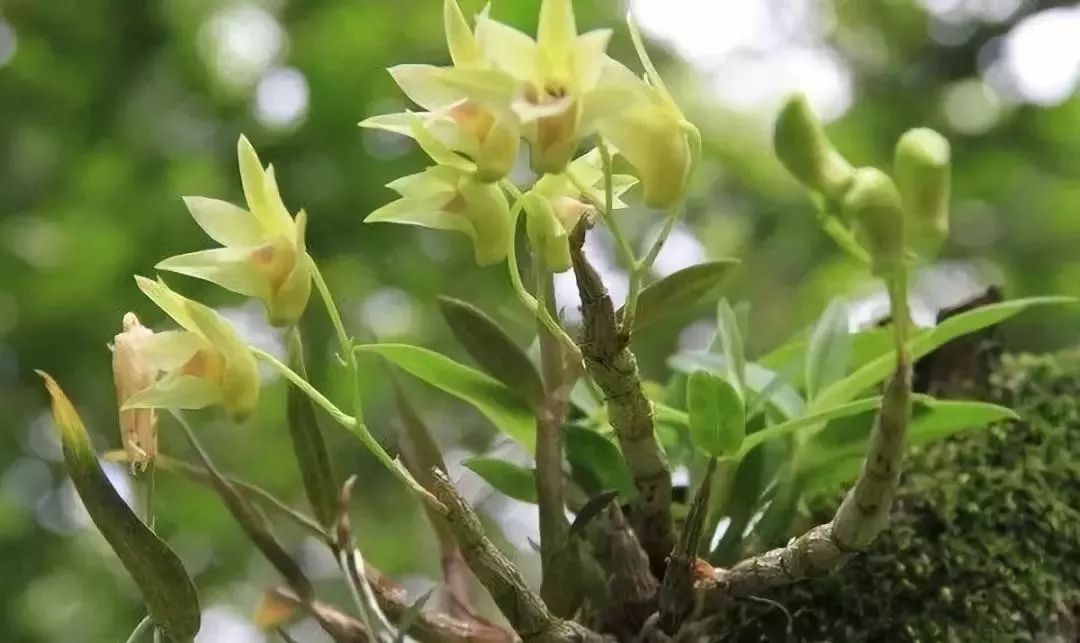 新会陈皮花看着漂亮吃了更美