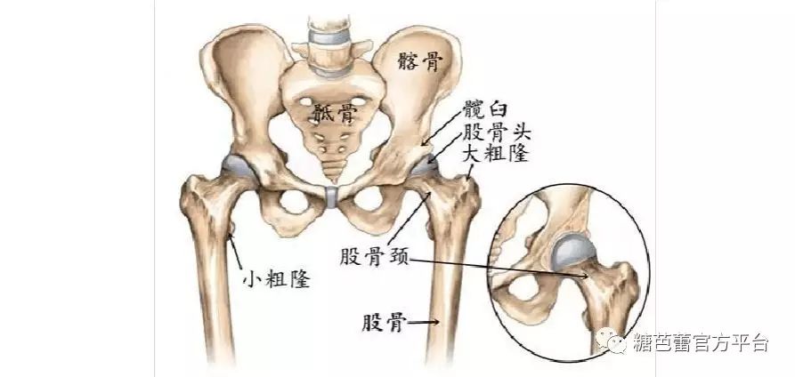 断胯根，真的断了吗？