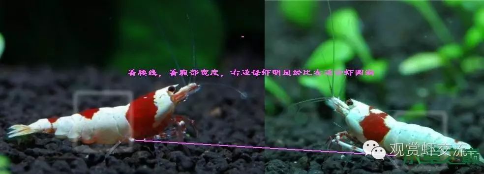 水晶虾的公母区分解说图