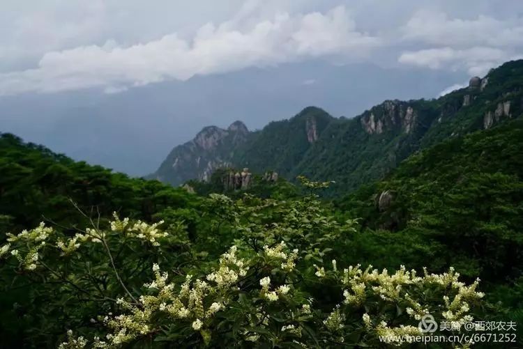 的家乡,松石的画廊,清华大学教授朱畅中游三清山后题"五岳归来不看山