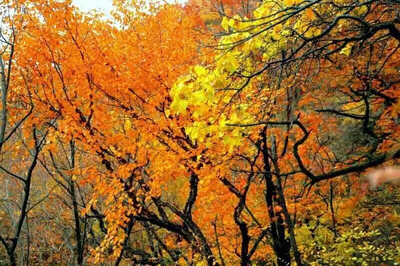 若是过了十月，天气彻底变冷了，是宅在家里？还是趁着去转转？现三清山秋色刚刚好，没时间解释了，快来呀！