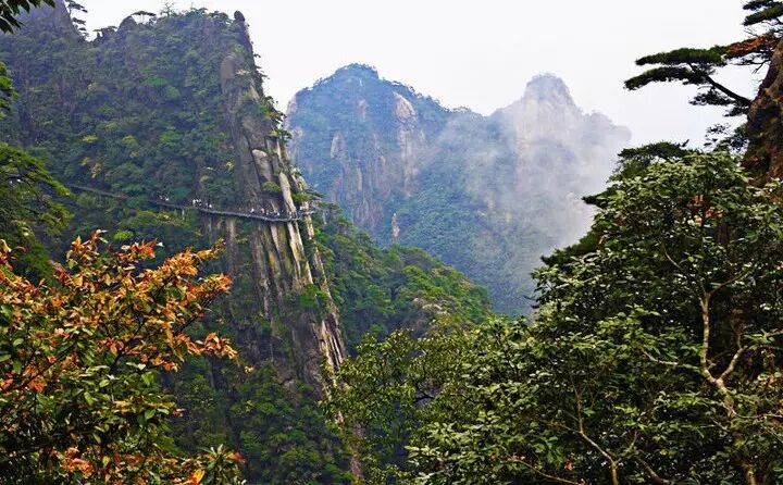 深秋的三清山则是一副五颜六色的画卷，枫叶红，菊花黄，浓墨重彩，相得益彰，错落有致的色彩，煞是好看！