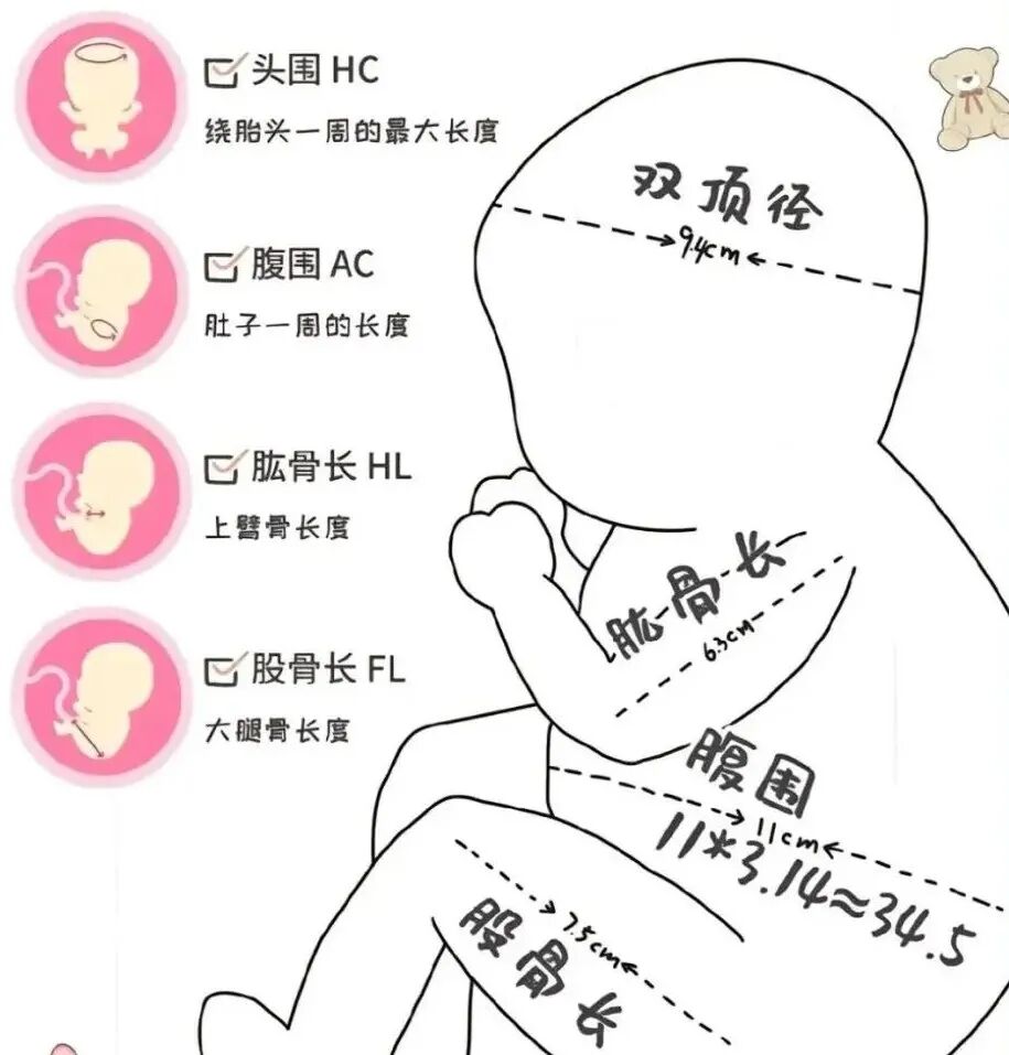 2025最新1～40周胎儿发育标准数值对照表（标准版）附胎儿大小及发育重点！