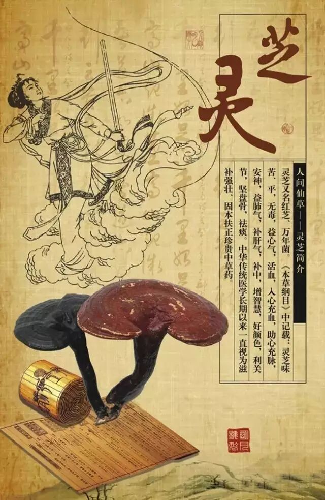 “九大仙草”灵芝——破壁之后，孢子粉与你更配哦
