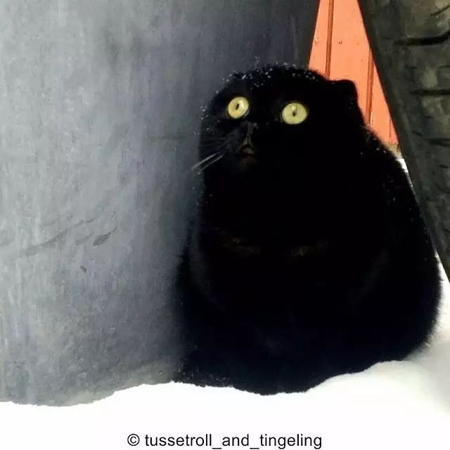 家里养一只纯黑的猫是种什么体验？分分钟找不到它！