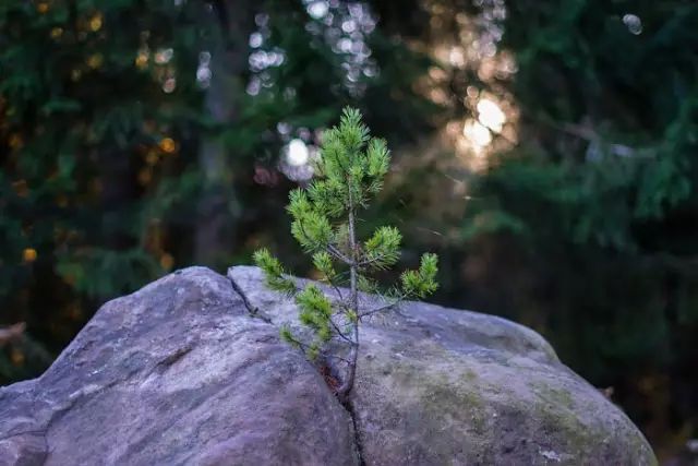 绝处逢生的树,生命真的是强大啊!