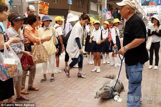 他从小把这条鳄鱼养了30多年 现在成这样了...