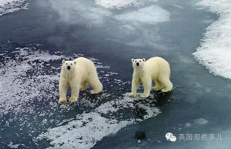 战斗民族科学家们被这个&quot;团伙&quot;包围了 整整两周!