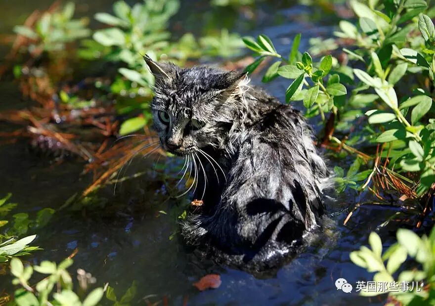 路透社眼里2016年最佳照片...熊猫宝宝又亮了...