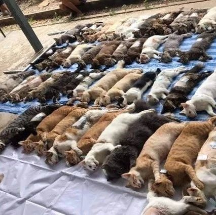 上百只猫咪集体绝育后整整齐齐码在地上…场面太壮观啊！