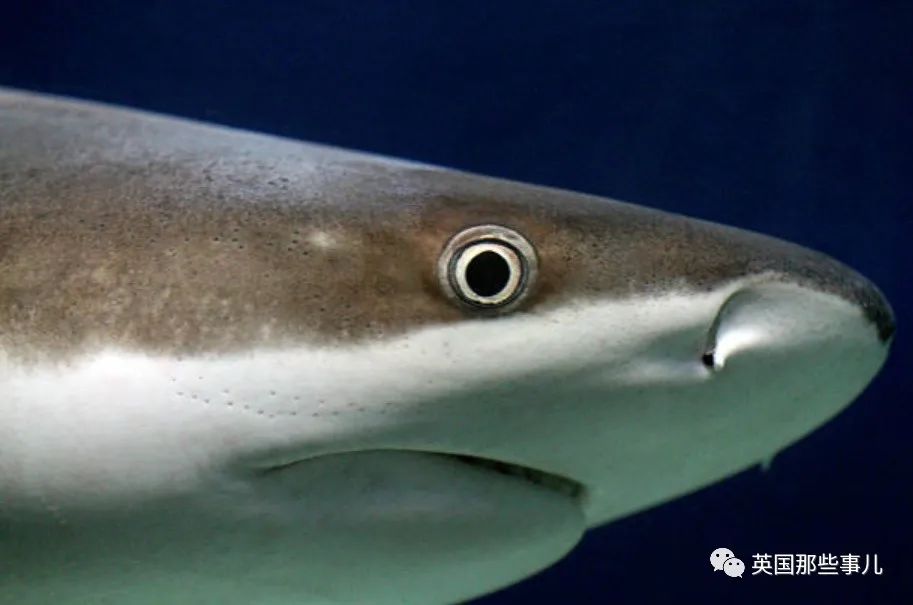怕大家忘了,普通鲨鱼眼睛长这样:它的两只眼实际上是粘在一起的.