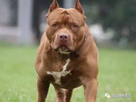 凶猛的比特犬,一靠近她就成了软萌小天使.