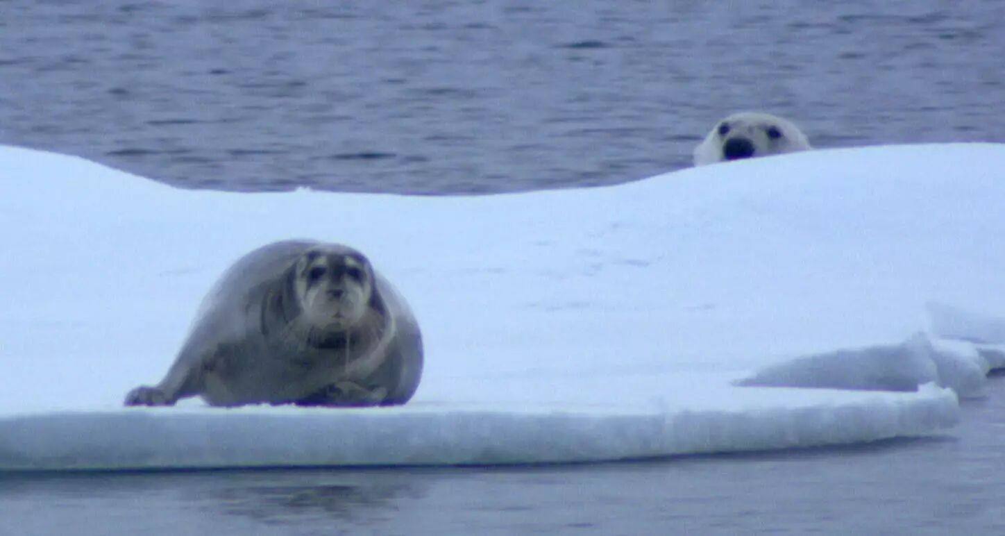 当南极变绿洲北极没有熊 这不该是人类留给后代的