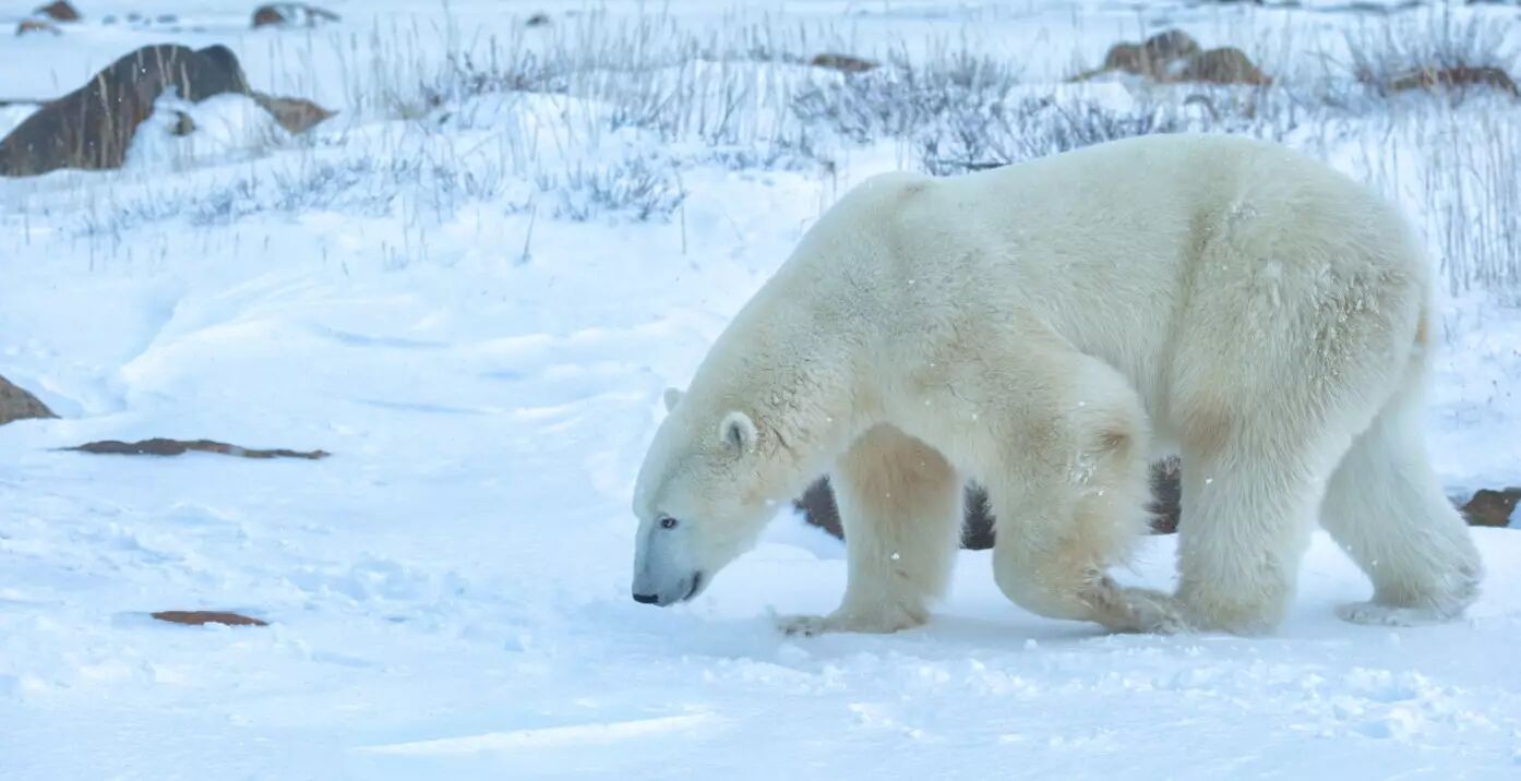 当南极变绿洲北极没有熊 这不该是人类留给后代的