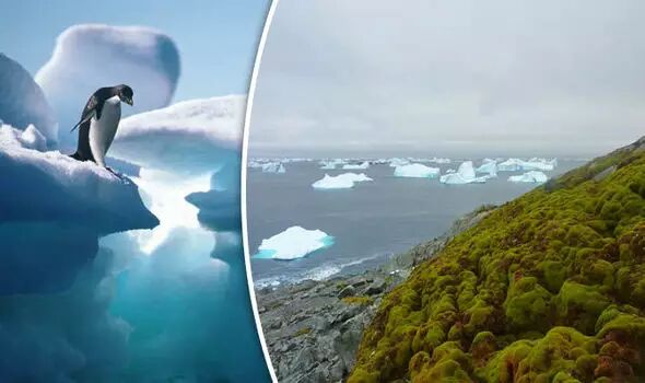 当南极变绿洲北极没有熊 这不该是人类留给后代的