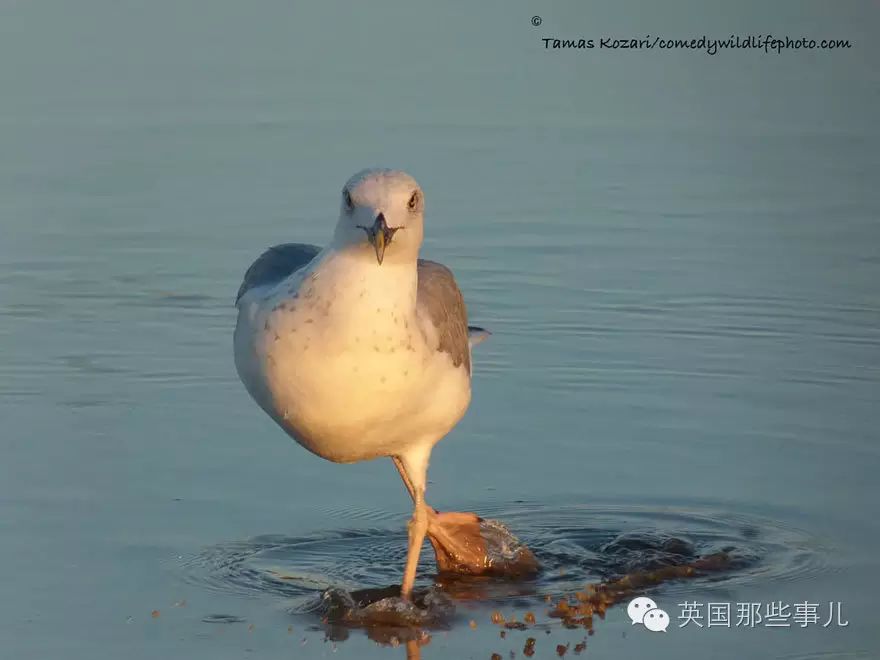 一年一度动物界的逗逼大赏 来感受一下今年的作品