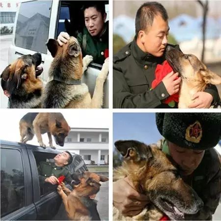 转载兵哥哥下辈子我还要做你的军犬