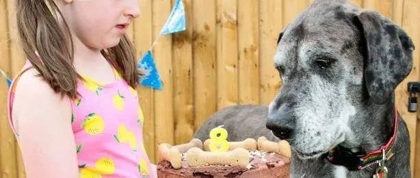 过完8岁生日后，世界最高狗狗在英国去世…