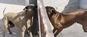 泰国两只狗子隔着栅栏门吵架，门一开却秒怂…