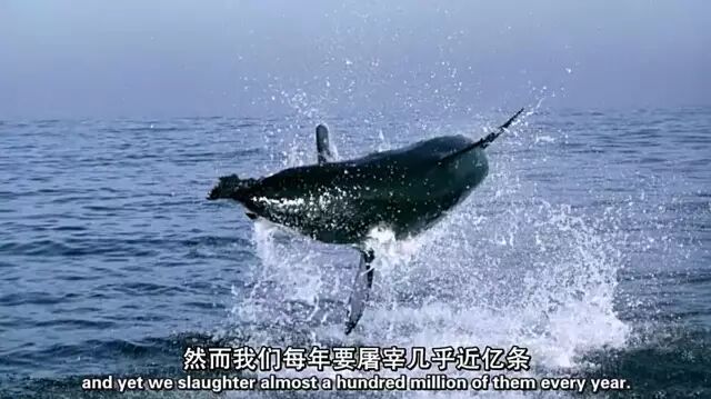 看完这10部自然类高分纪录片 秒变自然科学达人