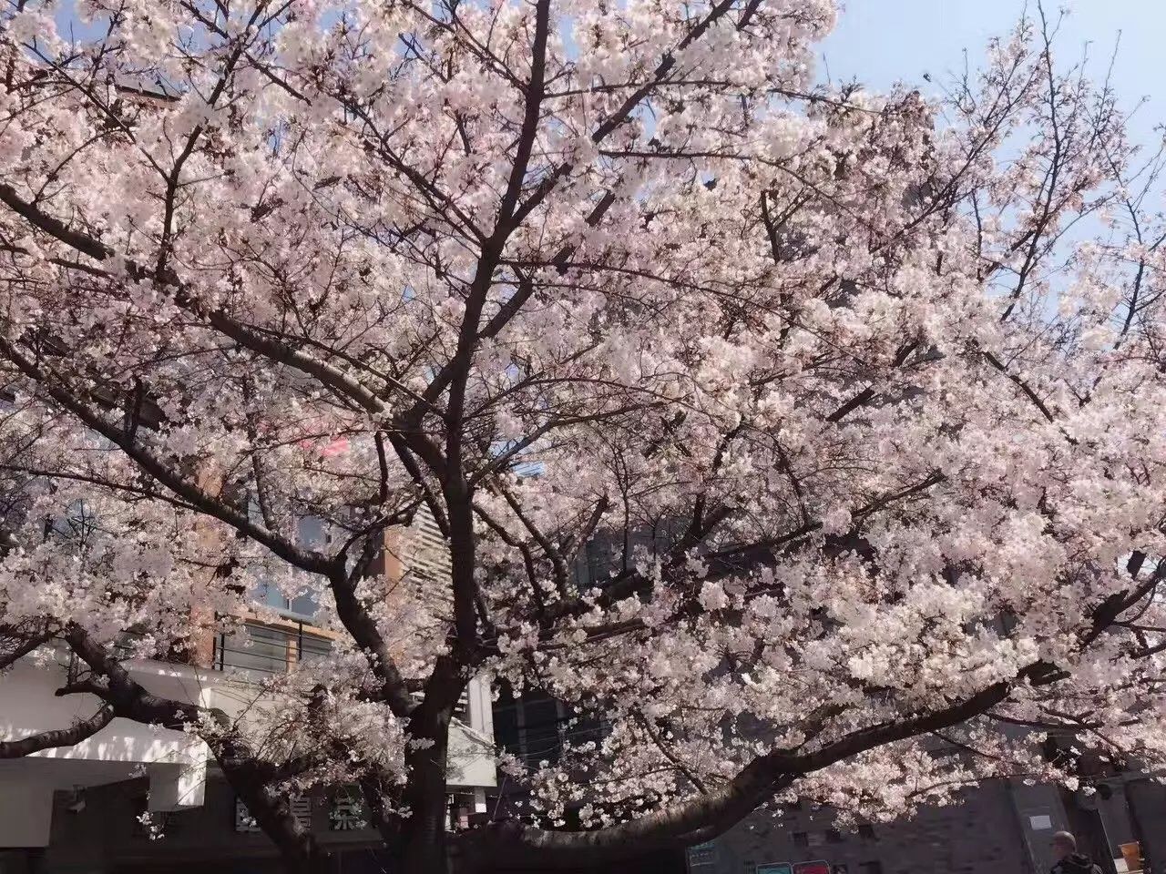 杭城这家守着一颗樱花树的咖啡馆美炸了来自全国的情书都往这里寄