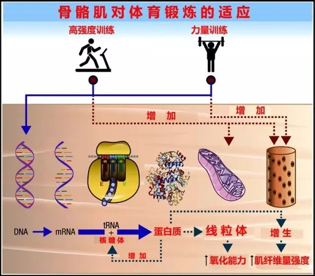 有氧运动增强肌肉提高线粒体呼吸功能让人的肌肉变得更年轻