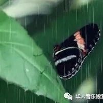 清明雨(黑鸭子组合演唱)