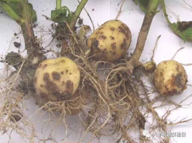 嚣张的马铃薯土传病害,危害竟这么大,你知道几个?