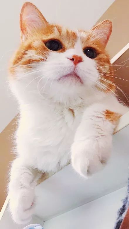 【壁纸】我们一起学猫叫 一起喵喵喵