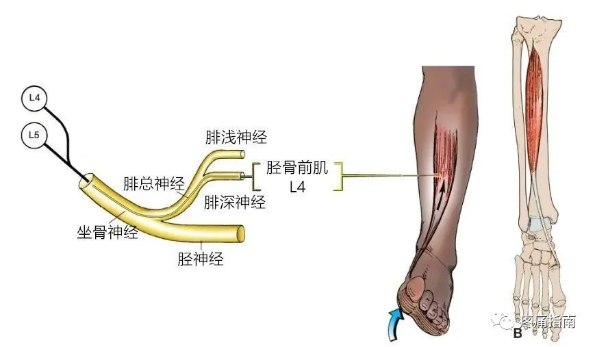 腰丛神经功能评估