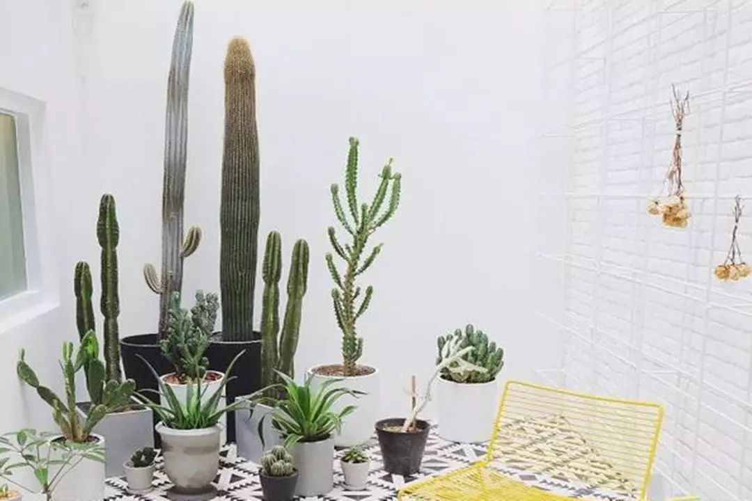 盆景 盆栽 植物 1080_720图片