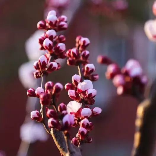 「四月的北师美如画」这一批"校花"微信头像请爸妈您收下!
