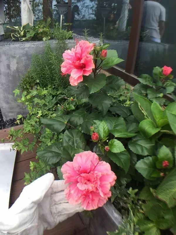 塑木木塑戶(hù)外地板_塑木地板價(jià)格是多少_戶(hù)外塑木地板價(jià)錢(qián)