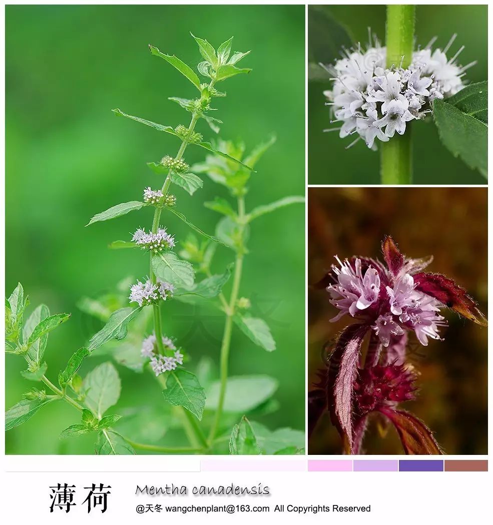 canadensis 唇形科 薄荷属 别名:野薄荷,夜息香,野仁丹草,水薄荷,鱼