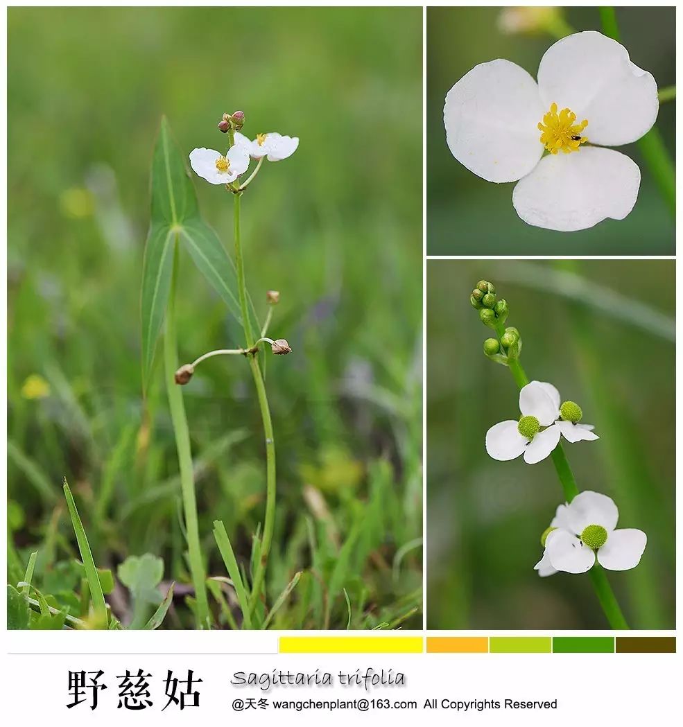 剪刀草野慈姑