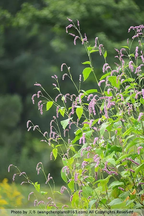 秋分| 蓼花:夏砌绿茎秀,秋檐红穗繁