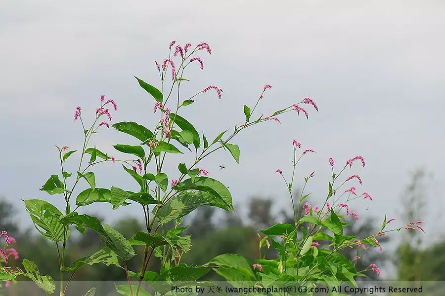 秋分 蓼花:夏砌绿茎秀,秋檐红穗繁