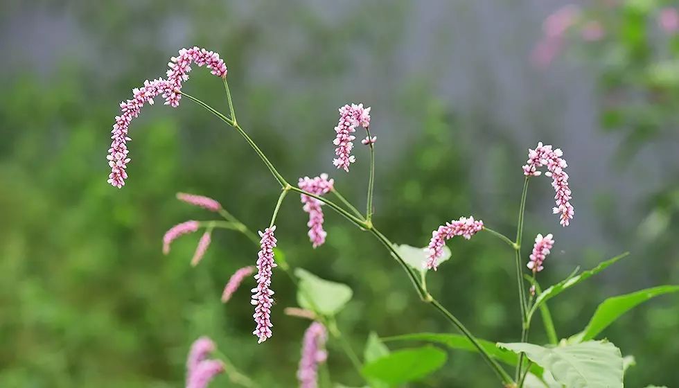秋分| 蓼花:夏砌绿茎秀,秋檐红穗繁