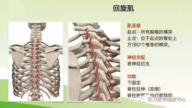 精华 肌肉功能解剖 横突棘肌 医学论文发表鲁编辑 微信公众号文章阅读 Wemp