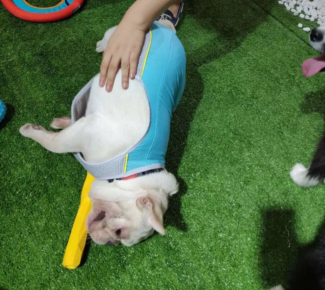 可以开心地在草地上满地打滚