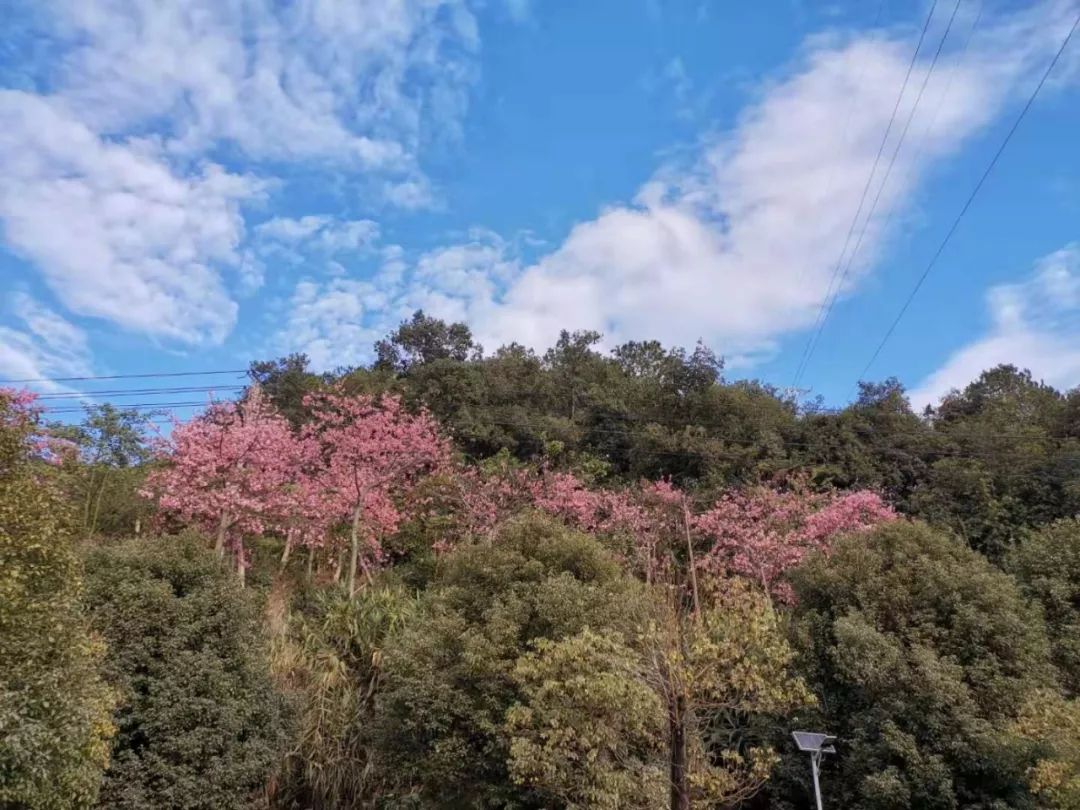 多图德庆香山公园凸现大片粉红色花海登山散步又有好去处