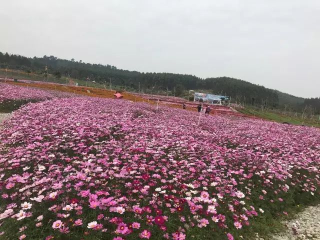 三月春光明媚,南宁青秀南阳花雨湖花开成海,仅1小时车程,一日游仅售58