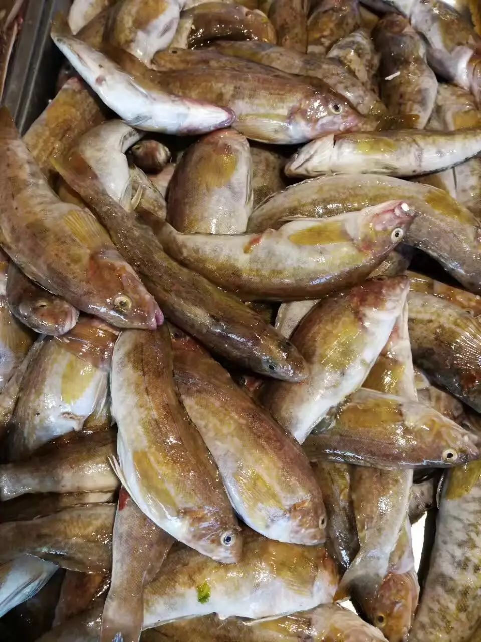 【今日菜单】新鲜海鲜:大黑鱼,小黄鱼,老板鱼,天鹅蛋,鲅鱼.