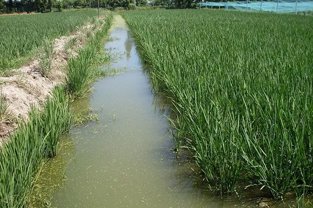 【重庆水产养殖基地交流组】小伙稻田玩出新花样,一份田里产出两份